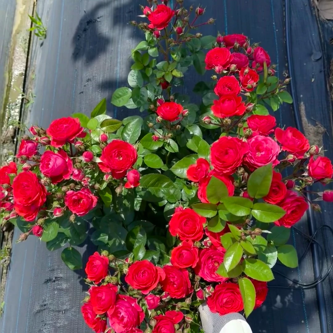 【奇卡门廊】灌木月季红色多头四季开花阳台庭院种植