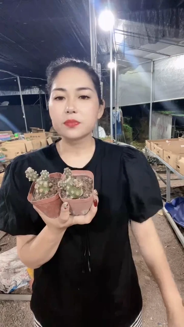 肖壶团扇仙人球