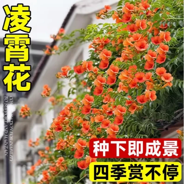 凌霄花爬藤大苗老桩盆栽耐寒阳台炮仗花紫藤爬藤植物绿植盆栽庭院