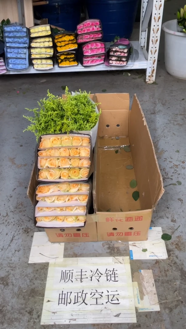 曼塔10扎+香槟2扎+粉康1扎+白康1扎+黄莺2扎