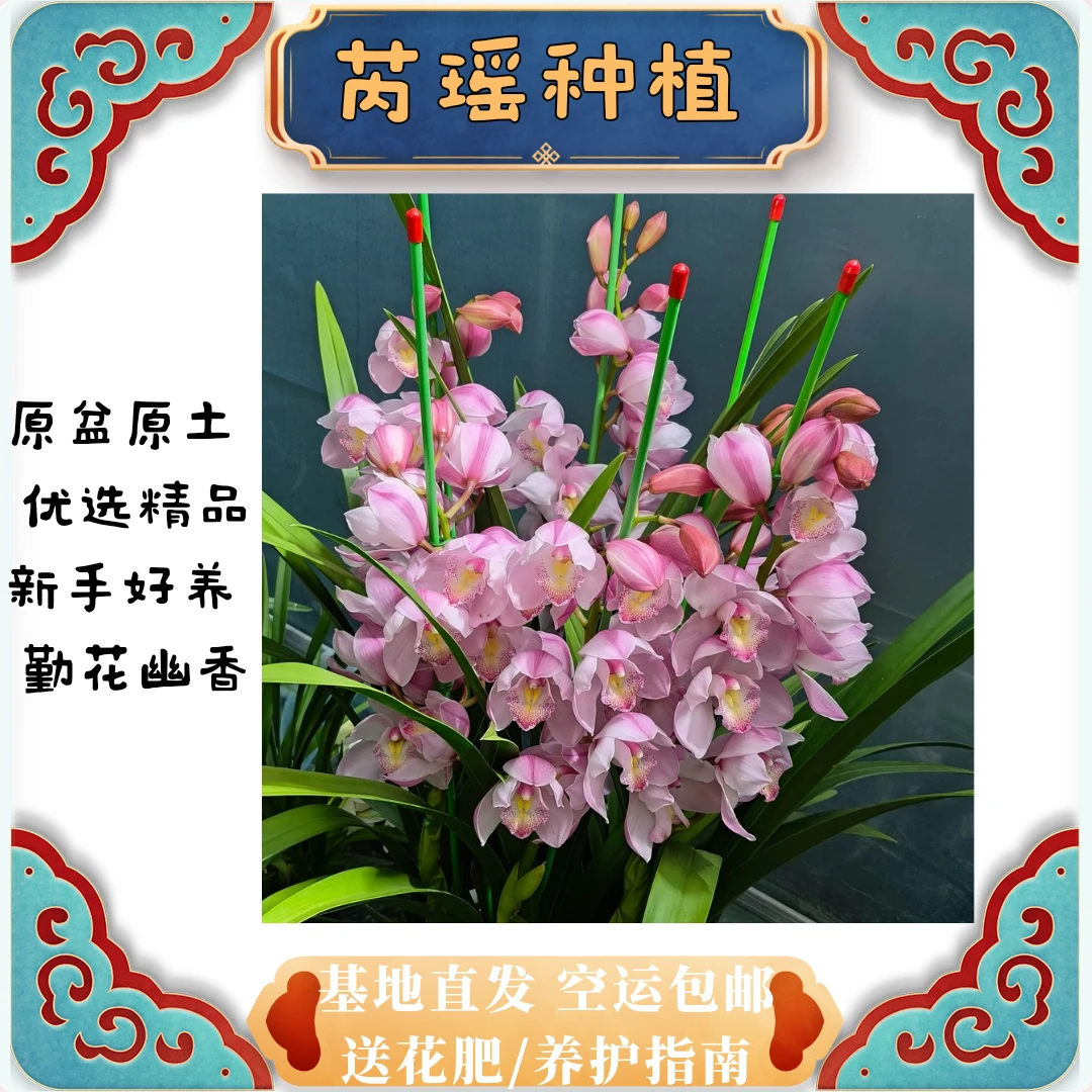 大花蕙兰爱恋*云南嵩明芮瑶兰花基地精品年宵花礼粉丝福利特惠