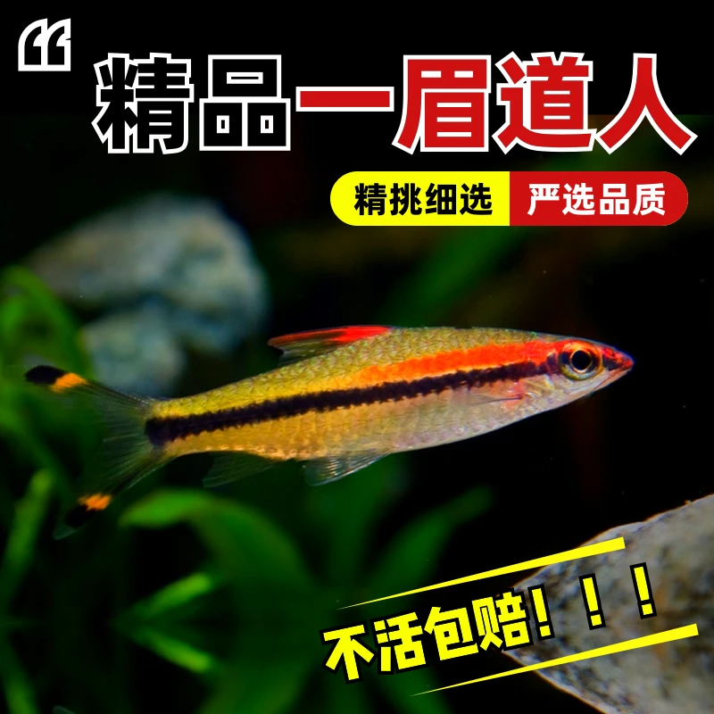 一眉道人鱼热带观赏鱼群游鱼活体宠物新鲜淡水鱼草缸养殖灯科皮实