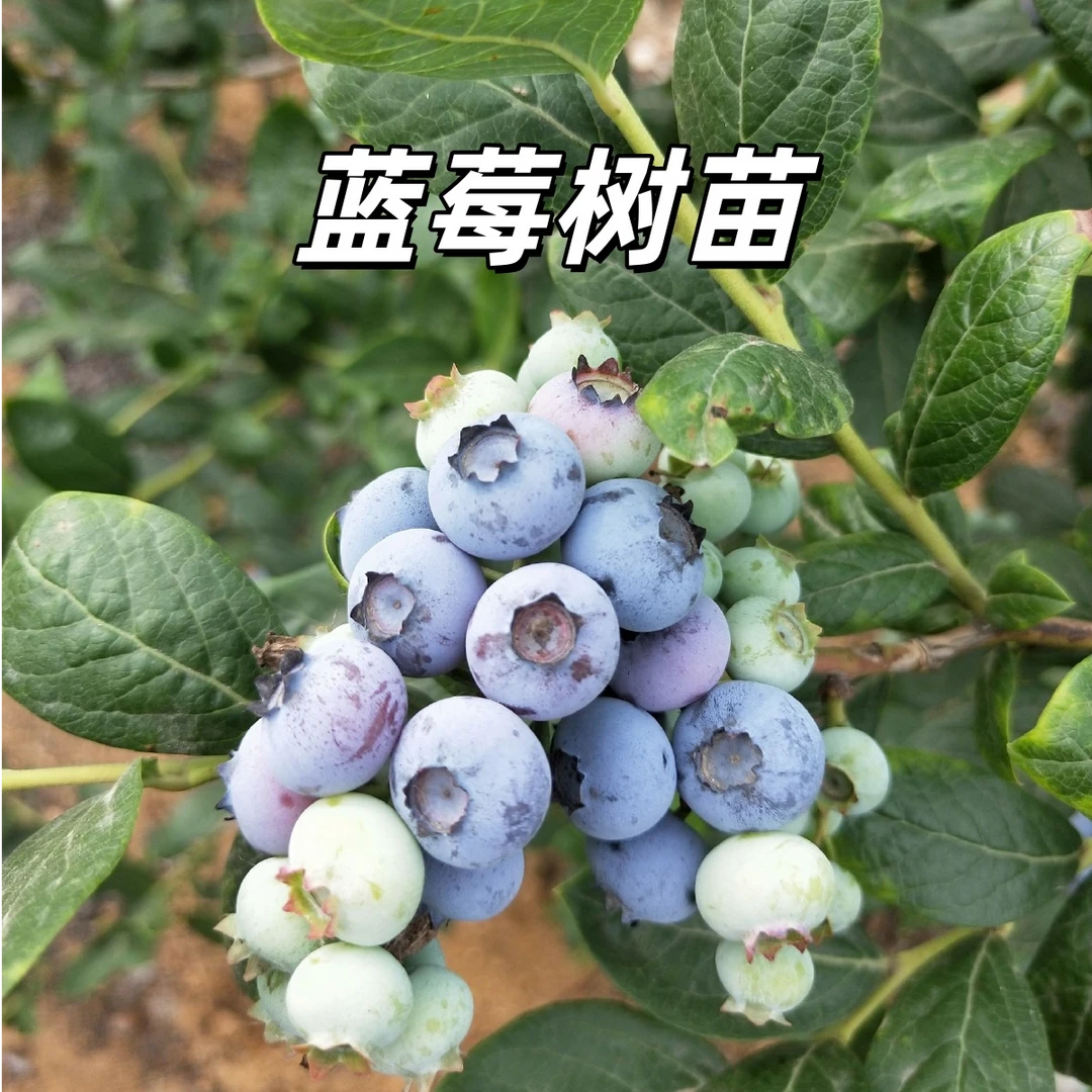 蓝莓树果苗盆栽地栽带果发货南北方种植奥尼尔蓝莓苗当年蓝莓树苗