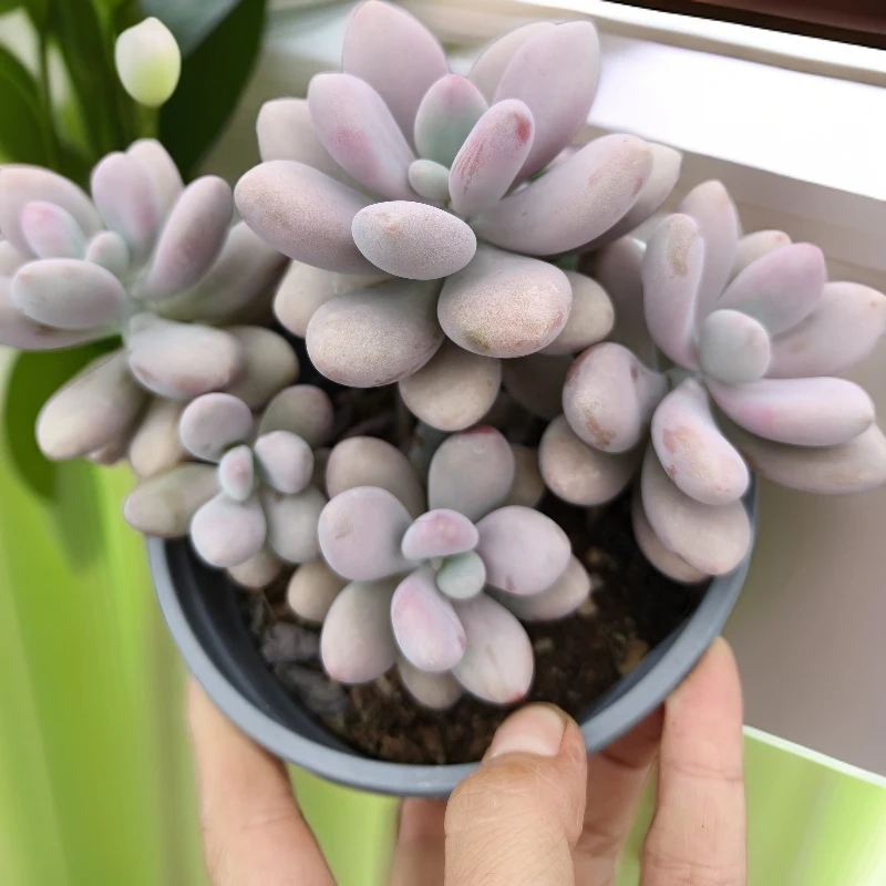 桃蛋 桃蛋蛋   粉色经典小多肉 圆嘟嘟  可爱 漂亮 平头群生