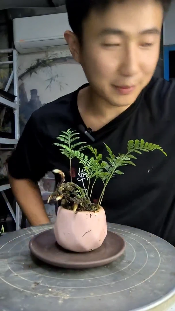 聆*中青园艺一物一拍73