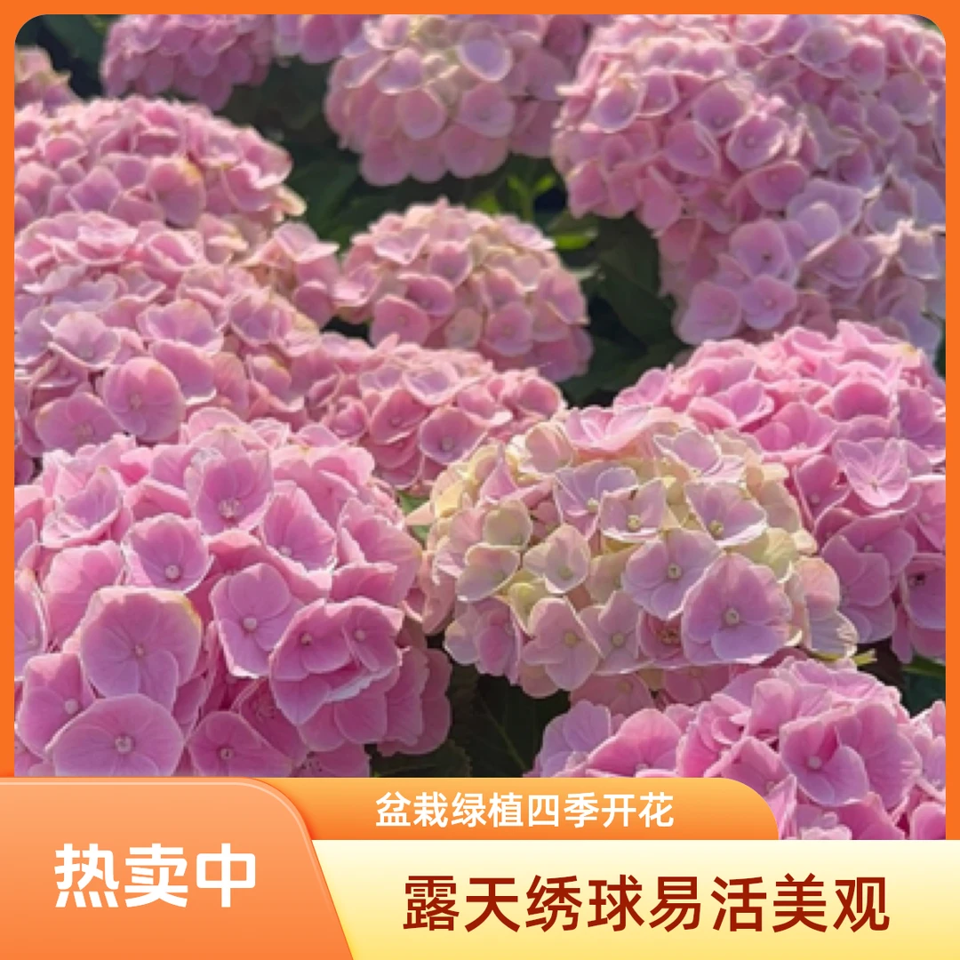【魔幻粉韵】贵州阳台露天绣球地栽盆栽绿植开花植物易无尽夏绣球