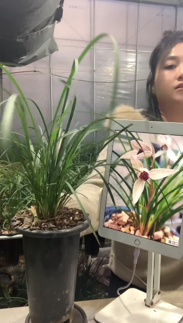 大部分开放少量花苞二红素9,苗1花