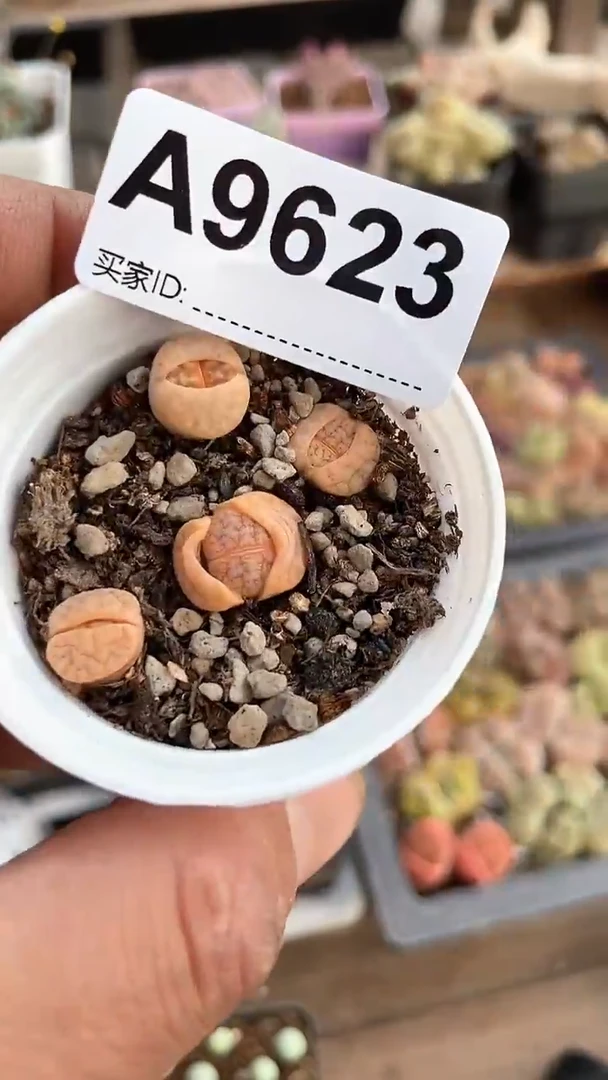 【闪购商品】9623直播一物一拍