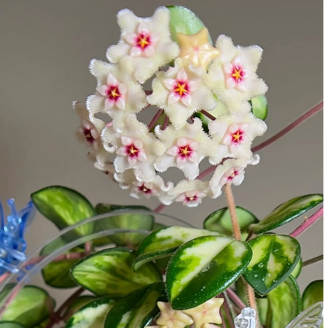 【匍匐内锦球兰】杂匍基地种植四季生长阳台办公室垂吊小苗容易开花