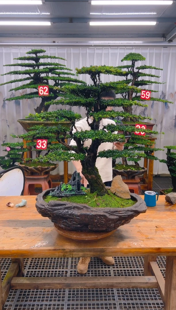 无花朵菩*精品盆景直播间一物一拍
