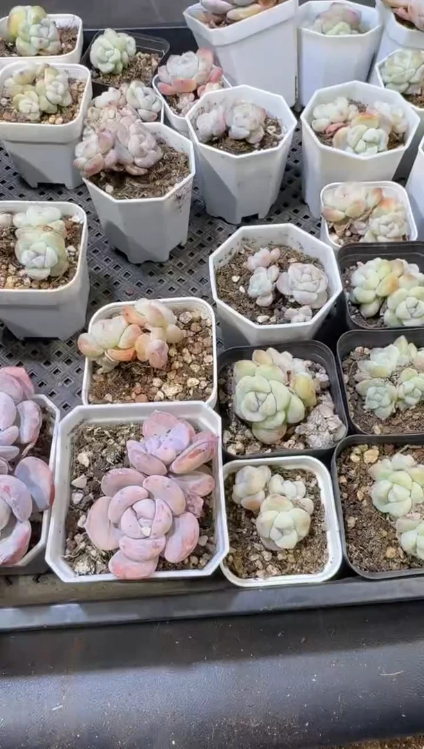 【闪购商品】27号到手一筐江北多肉