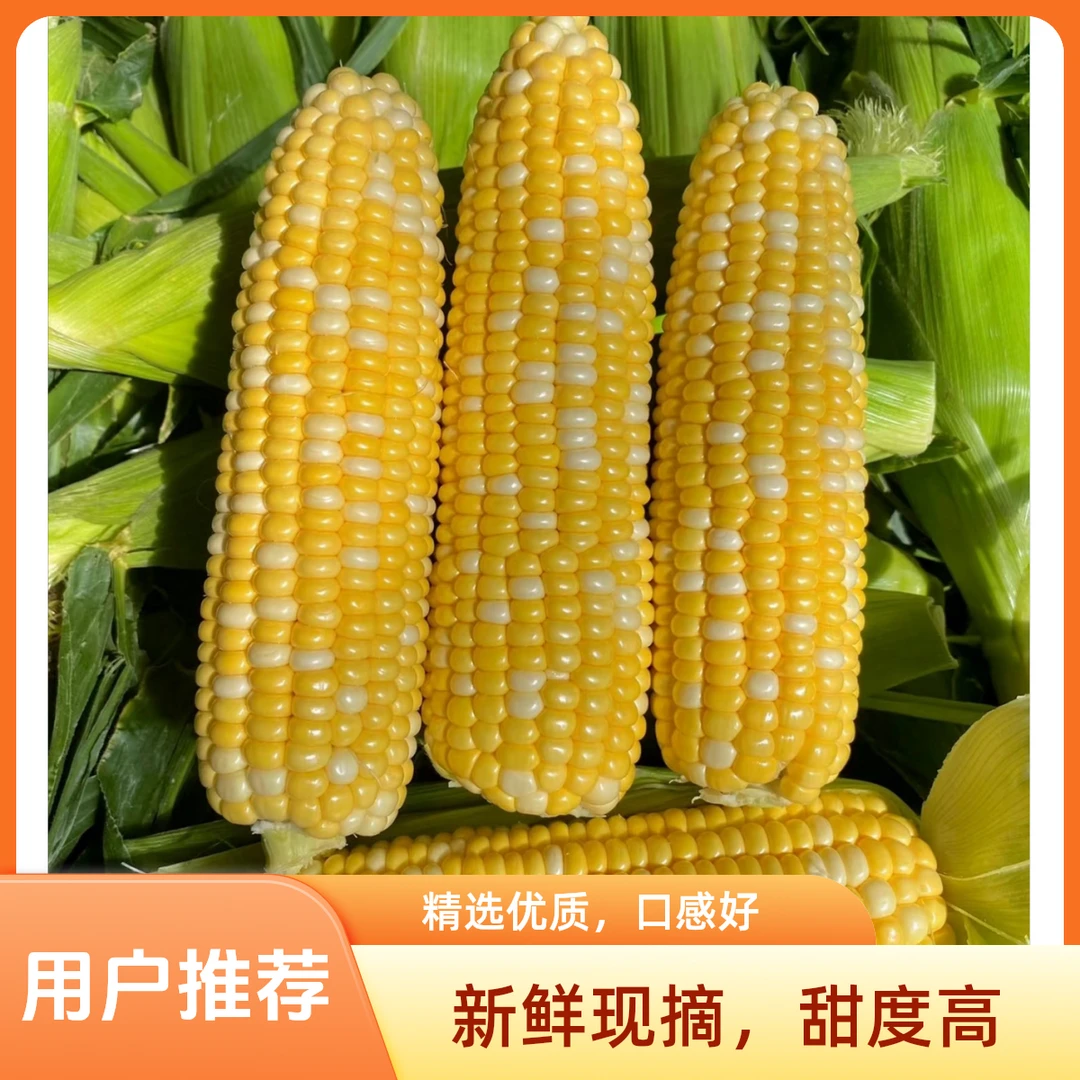 云南金银爆浆清甜水果玉米2.5kg装