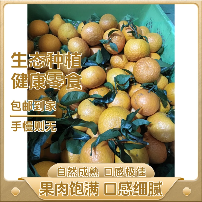 云南高山生态沃柑精品顺丰包邮新鲜水果生产墨江生产对