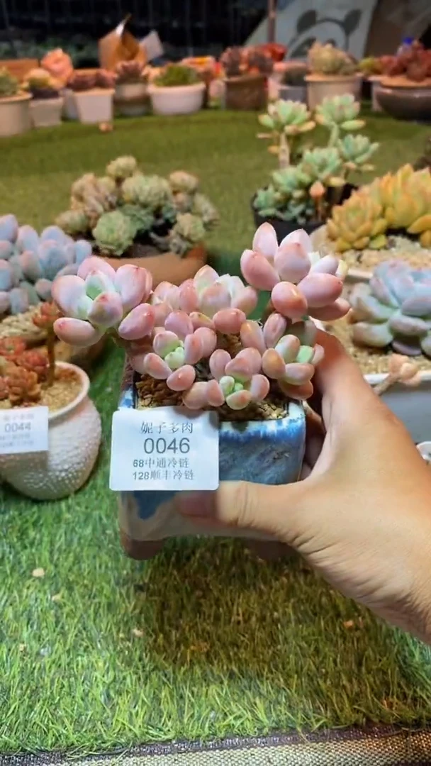 0046（满28包邮发货）