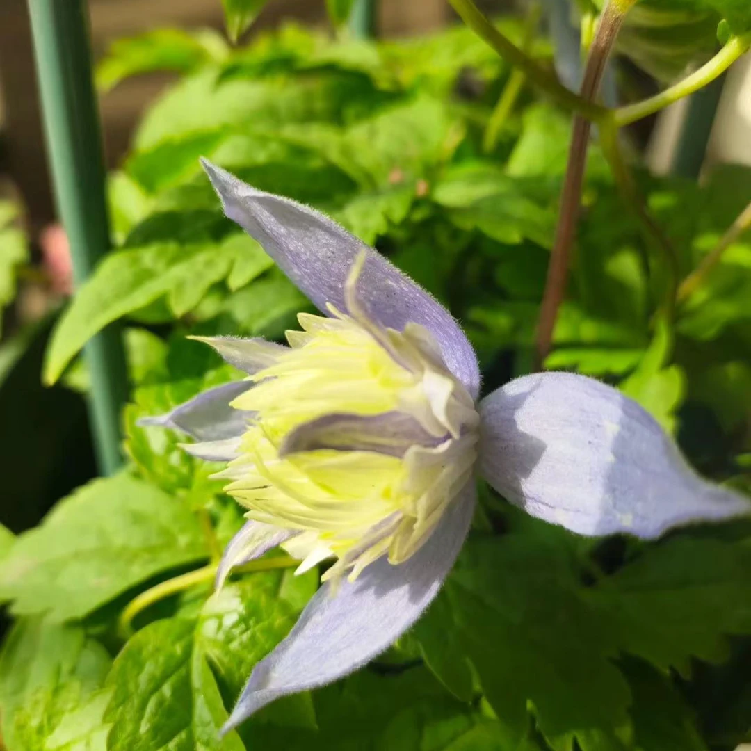 蔚蓝园艺铁线莲F系（海洋珍珠）庭院花卉带土种植藤本攀援植物季节