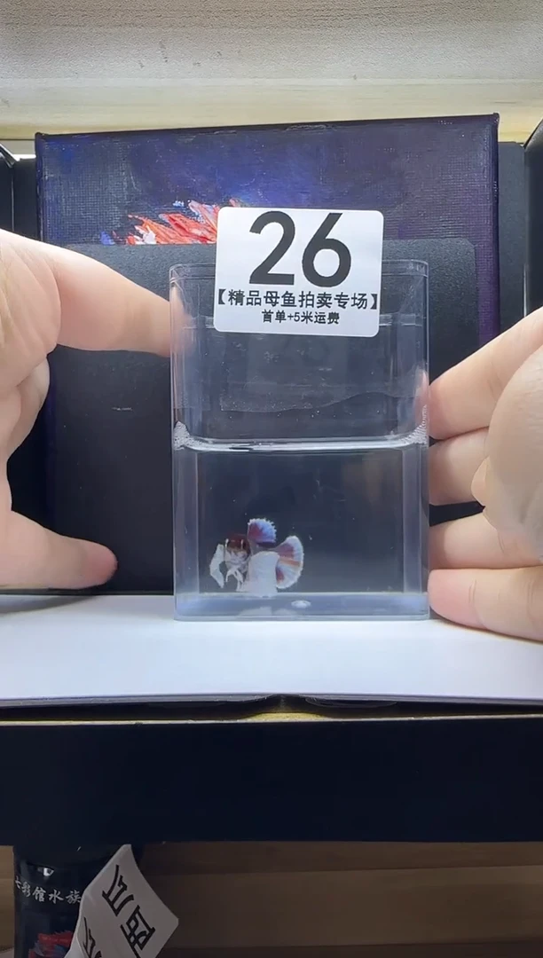 斗鱼母鱼编号：26