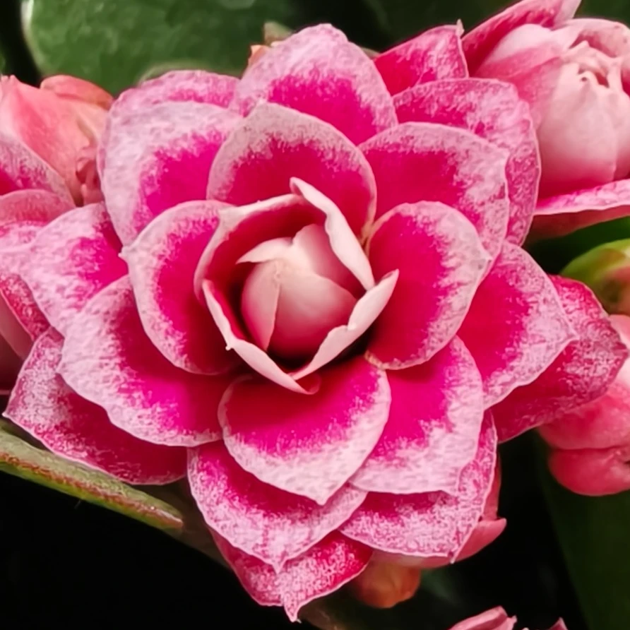 （110盆胭脂笑）一代重瓣长寿花 室内懒人大花 基地直发