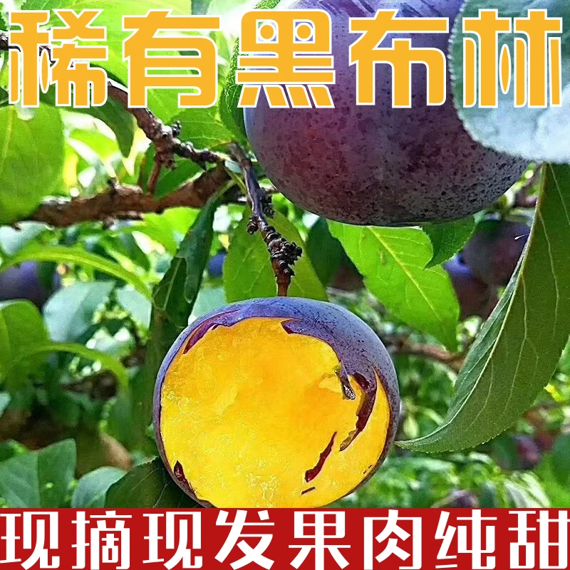 现摘精选大果陕西黑布林李子新鲜现摘脆甜黑布林大李子