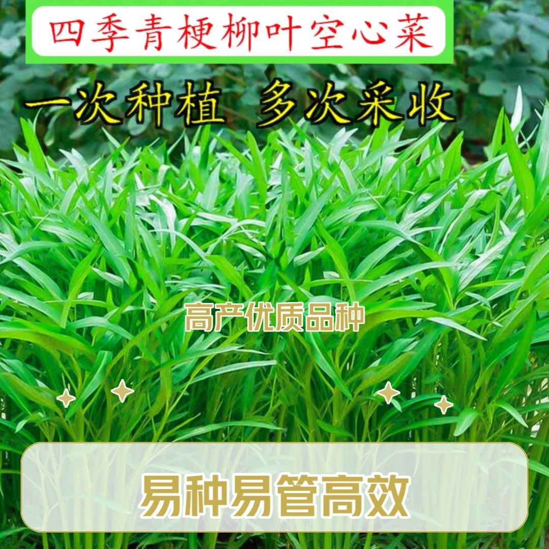 【满5元包邮】柳叶空心菜、小叶空心菜、尖叶空心菜种子