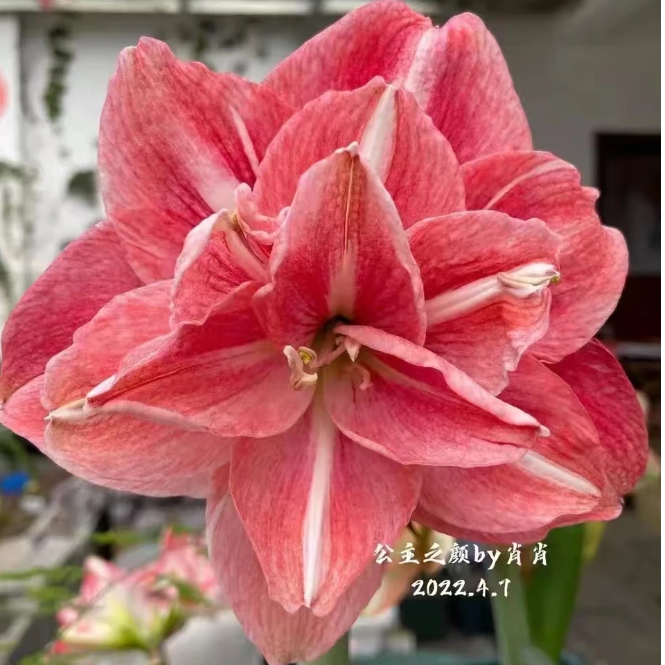 台朱「公主之颜」基地球苗   朱顶红球苗