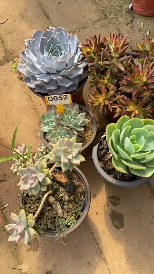 Q052多肉组合默认脱土发货
