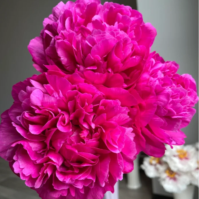 红富士重瓣观赏芍药大苗原盆原土阳台庭院阳台地栽红色系品种