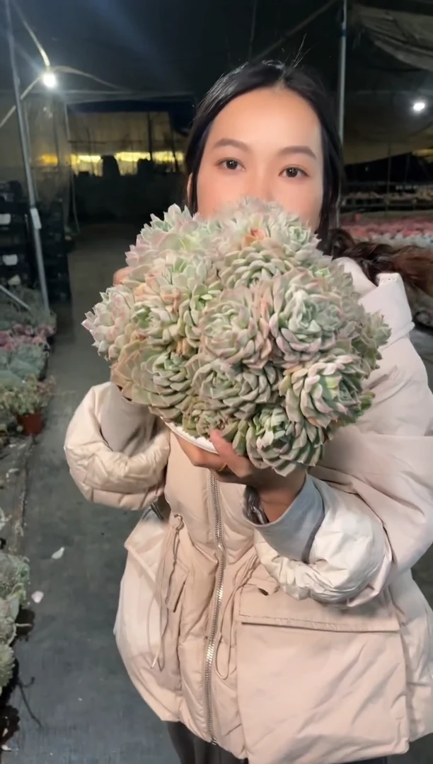 【闪购商品】29-海琳娜
