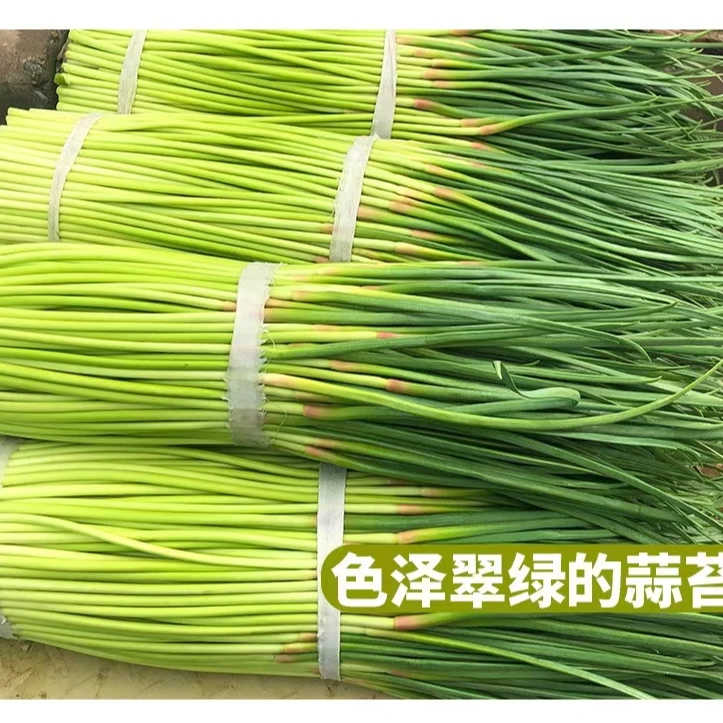 蒜苔  红帽蒜苔  河南本地鲜蒜苔