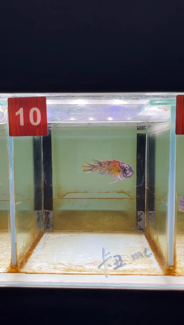 海水鱼三湖慈鲷人工