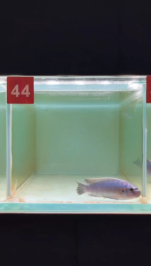 海水鱼三湖慈鲷野生