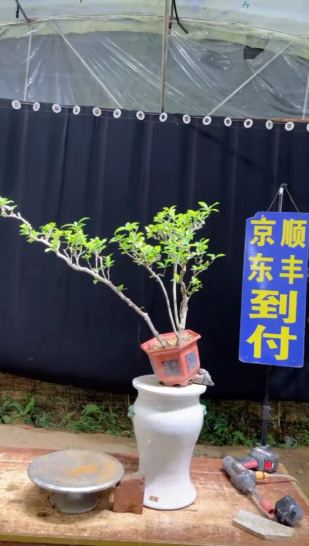 当前无花栽培后可以开花百*汇海岛栀子花