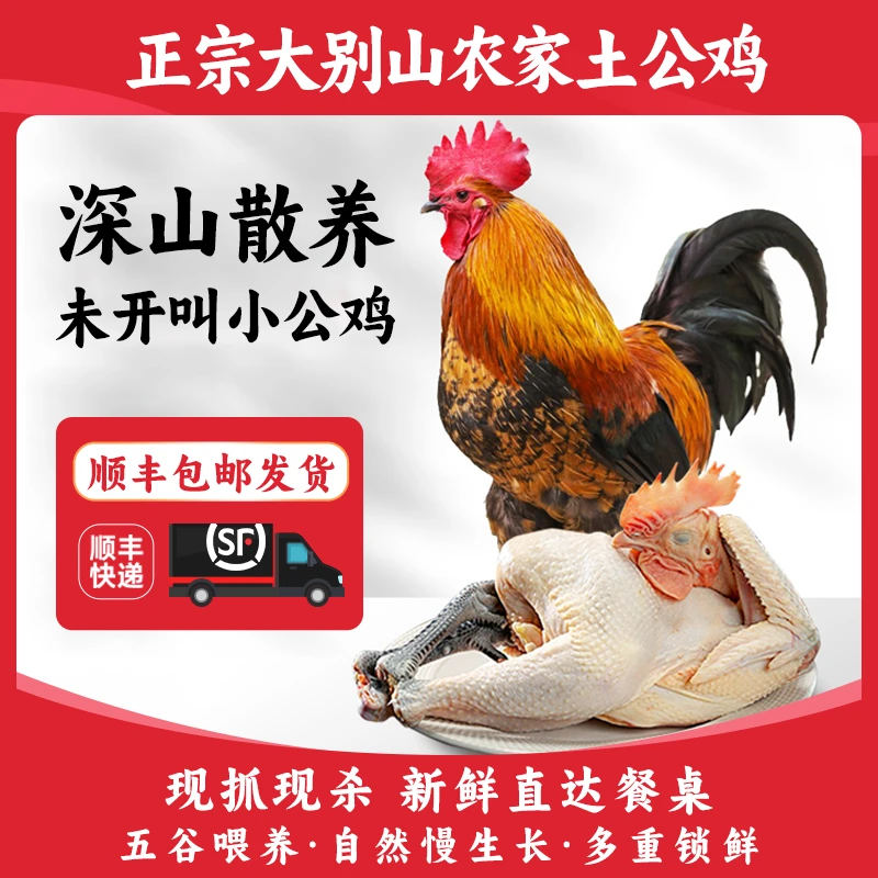 正宗土鸡农家散养小公鸡新鲜大别山乌爪走地未开叫公鸡鸡笨鸡整只