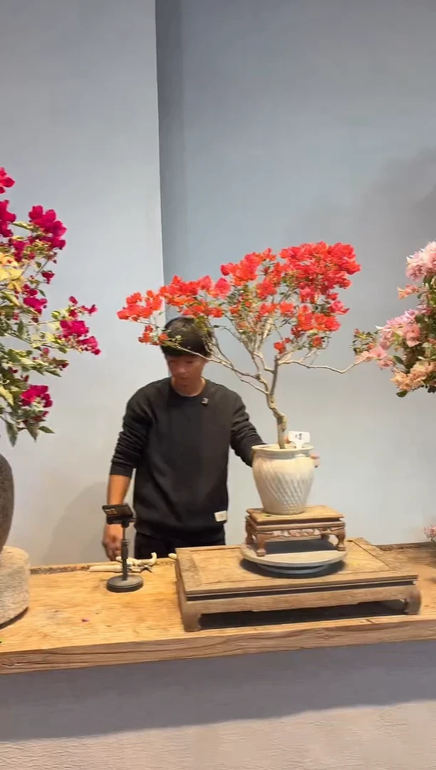 以实际为准用****8三角梅8