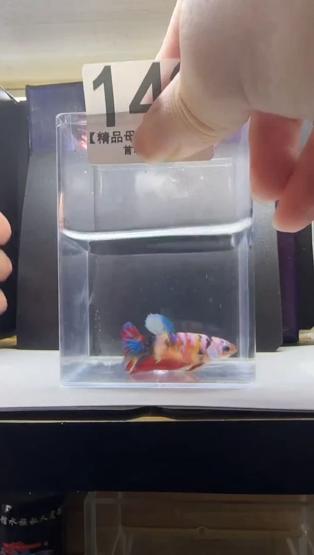 斗鱼母鱼编号：142