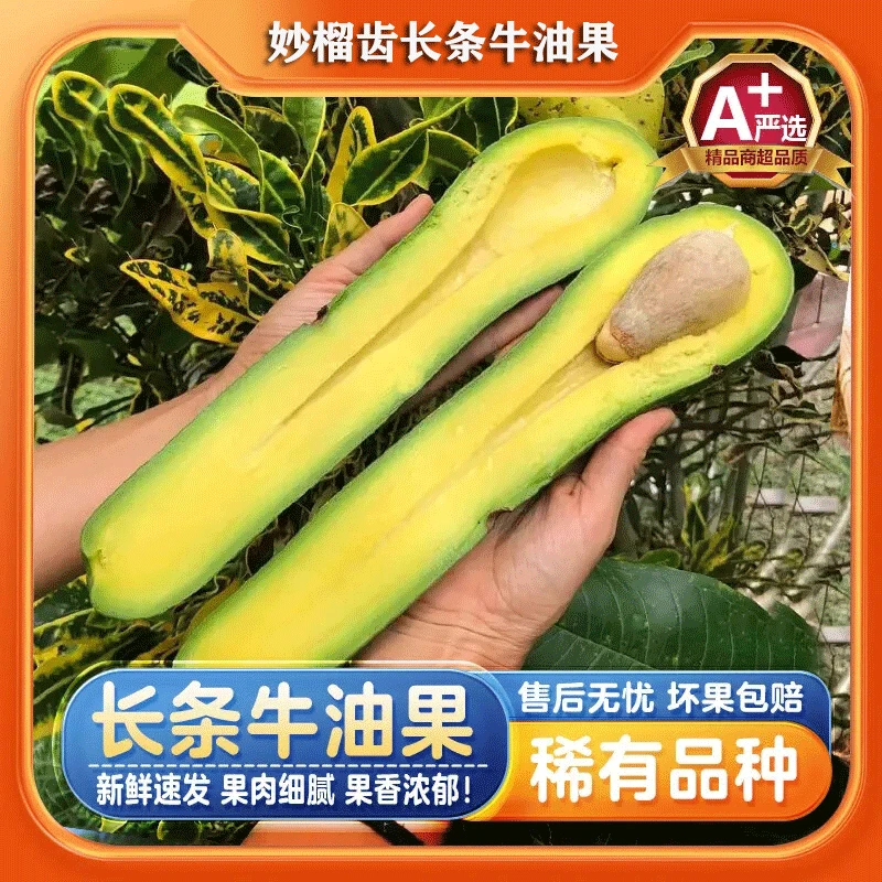 现货长条牛油果新鲜长型牛油果有热带水果新鲜巨无霸长条牛油批发