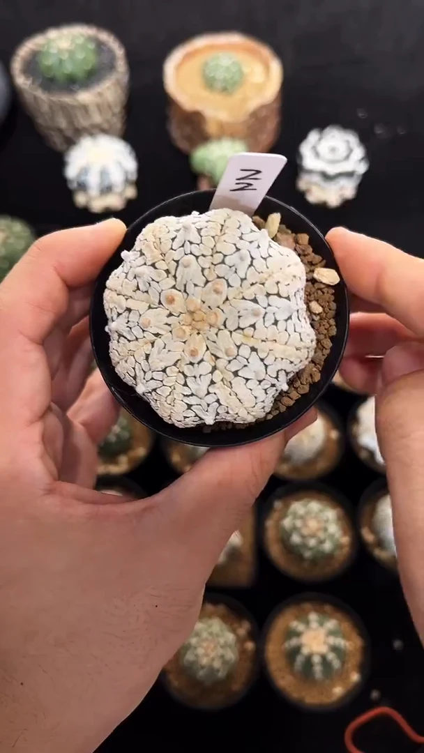 浓白海星V实生根星兜编码22