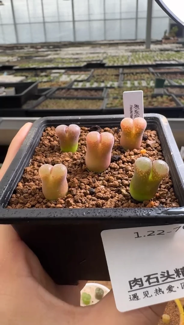 【闪购商品】22-70.恩东