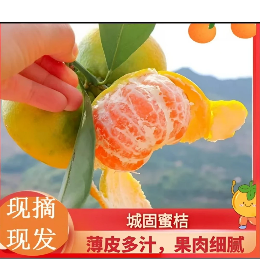 正宗陕西城固蜜桔新鲜现摘抖音薄皮无籽清甜多汁水果礼物成品f1