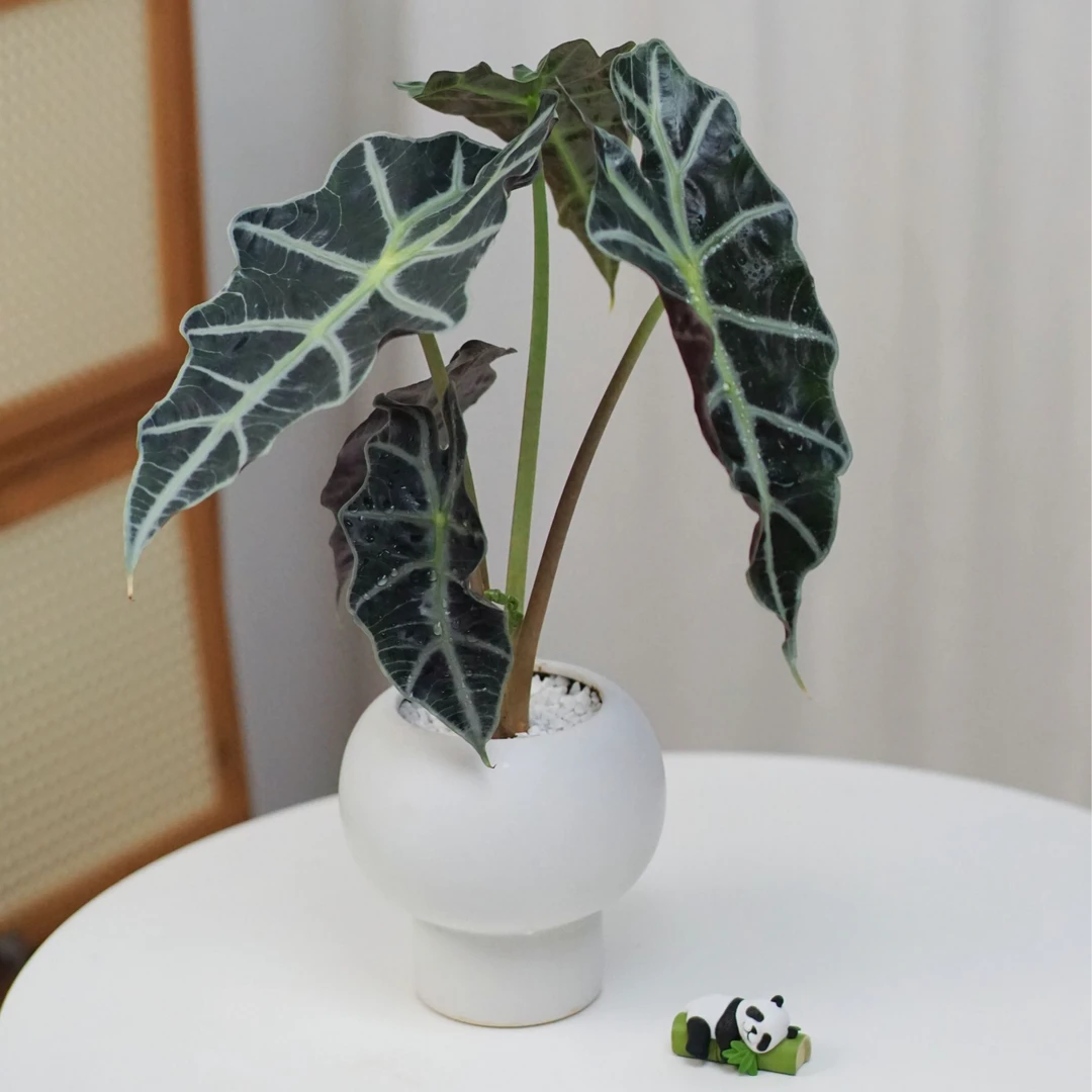 小众ins风超清新大仙女海芋绿植盆栽室内好养植物