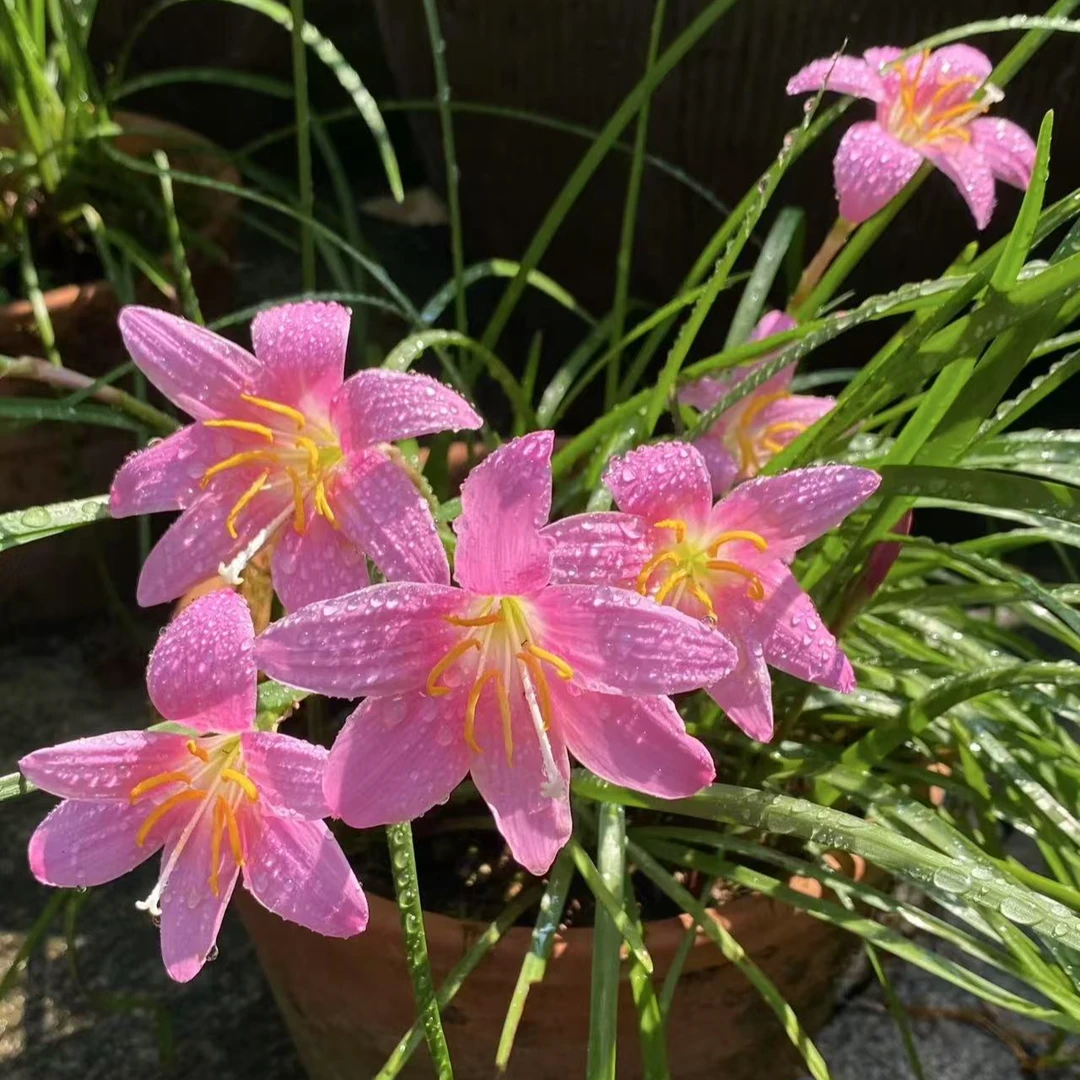 风雨兰种球盆栽地栽耐高温室内花卉