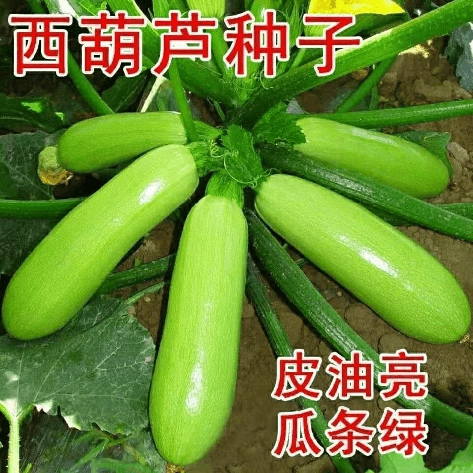 【全店满5包送1包】西葫芦种子蔬菜种子室内四季简单易种家庭阳台