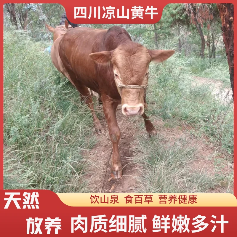 四川凉山会东农家放养土黄牛肉现宰现杀 3斤/5斤装