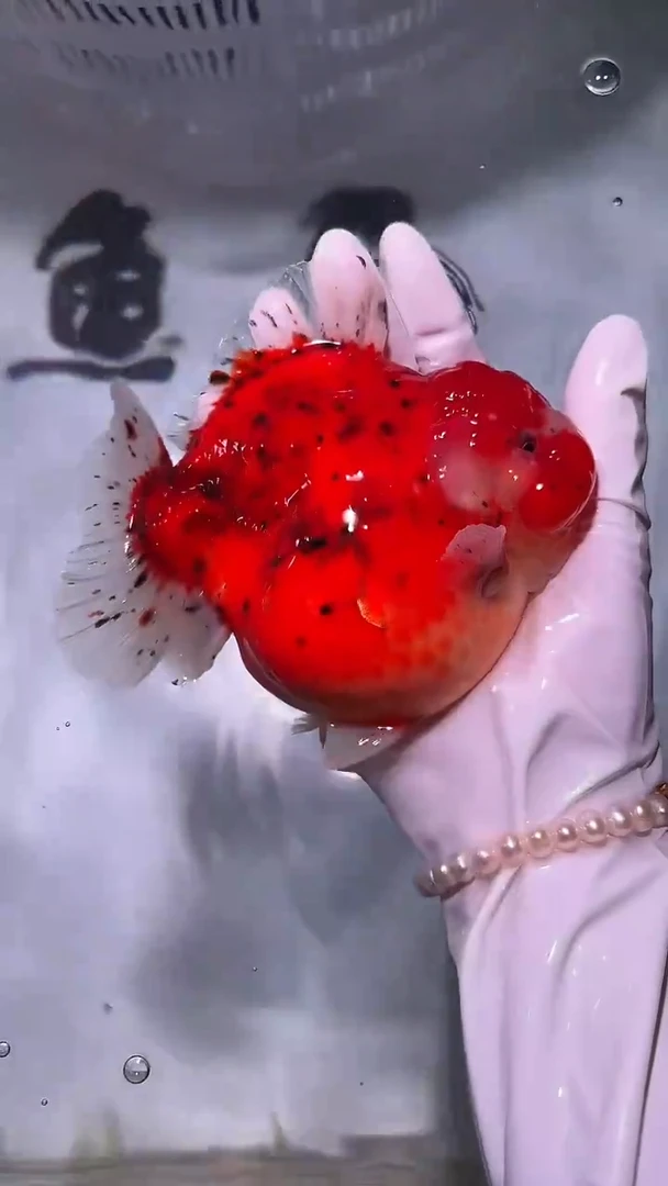 金鱼金鱼精品泰狮一只以直播间为准