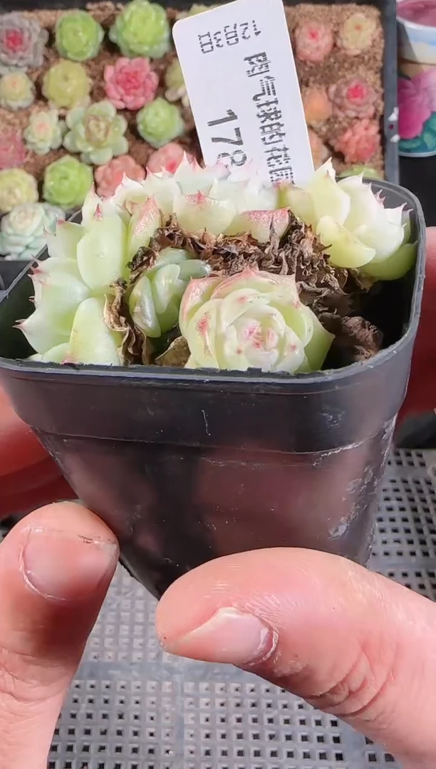 1203-178多肉群生不包整