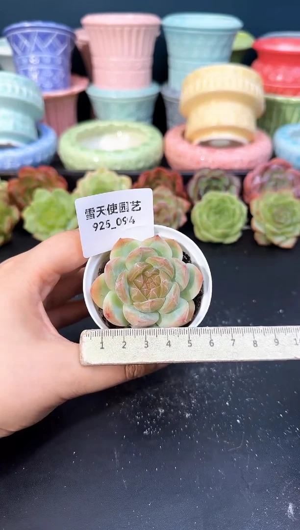 925-094青山（冠幅5cm）