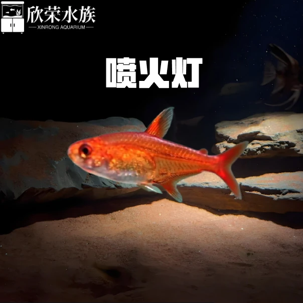 喷火灯小型鱼热带鱼淡水灯鱼灯科鱼草缸鱼群游宠物活体包邮包活