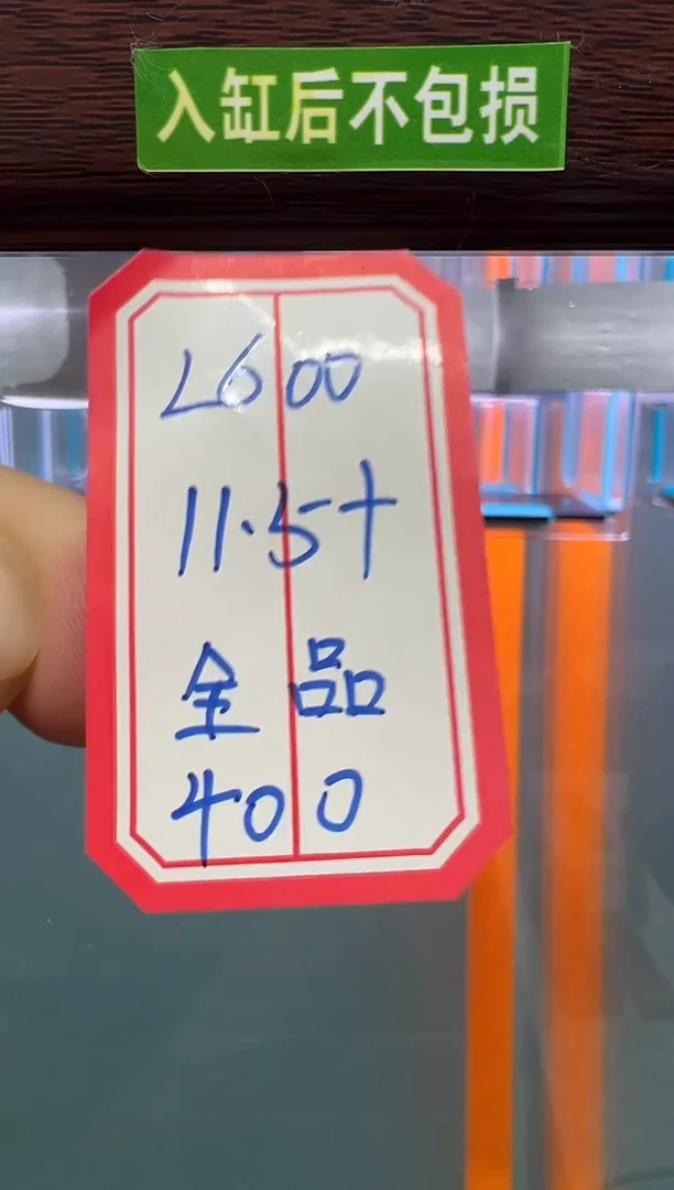 清道夫入缸不包损录制完整开箱视频11.5厘米