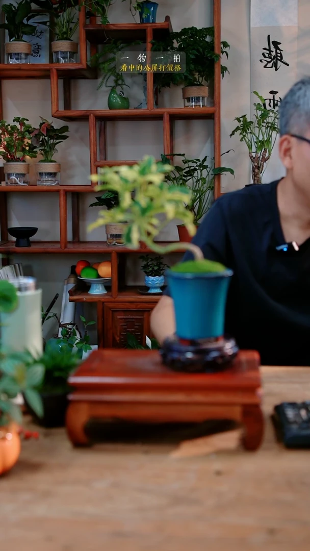 不开花植物F****l招财995