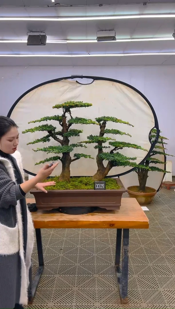 无花朵一物一拍一物一拍