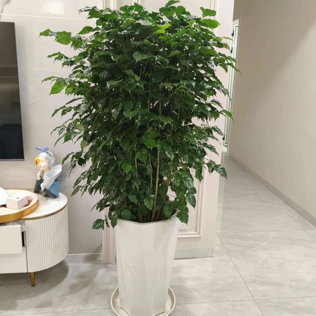 丛生幸福树一盆开业庆典搬家乔迁